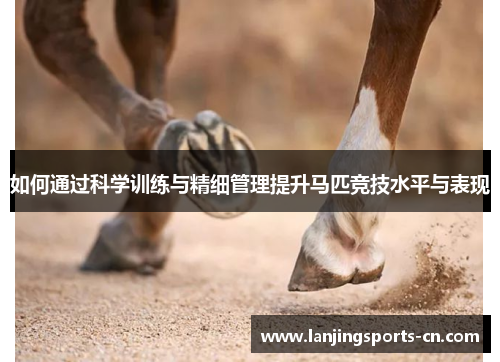 如何通过科学训练与精细管理提升马匹竞技水平与表现